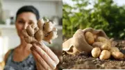 10 Kitchen Wastes That Can Regrow Into Fresh Produce Easily