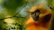10 Monkey Species Found in India and Where to Spot Them in Forests