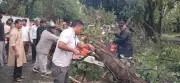 12 Trees Collapse in Dehradun Amid Rains, Traffic Disrupted on Key Roads
