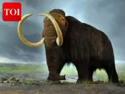 16,000-Year-Old Mammoth Skeleton Unearthed During NIF Construction in 1997