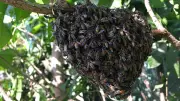 21 Students Injured in Honeybee Attack in Karnataka Village
