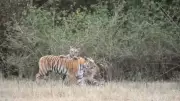 24 MP Wildlife Sanctuaries Stuck in Legal Limbo for Decades