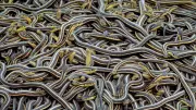27 Snake Hatchlings Rescued from Water Tank in Haridwar Village