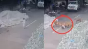 4-Year-Old Girl Mauled by Stray Dogs in Bengaluru, Outrage Erupts
