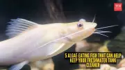 5 Algae-Eating Fish to Keep Your Freshwater Tank Clean Naturally