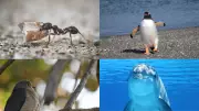 5 Animals That Kidnap Offspring: From Slave-Making Ants to Cuckoos
