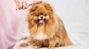 5 Essential Summer Grooming Tips to Keep Your Pet Healthy and Happy