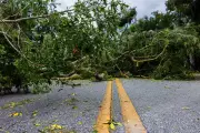 5 Family Members Killed as Tree Falls on House During Storm in Bihar's Sitamarhi