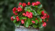 5 Low-Light Flowering Plants That Bloom Beautifully Without Sunlight