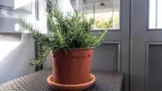 5 Medicinal Herbs You Can Easily Grow in Your Balcony Garden