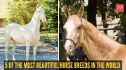 5 Most Beautiful Horse Breeds in the World: Akhal-Teke, Friesian, Arabian, Gypsy Vanner, Andalusian