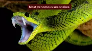 5 Most Venomous Sea Snakes Every Traveler Should Know About