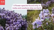 5 Stunning Flowers Found Only in India's Unique Ecosystems