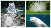 5 Stunning White Animals You Probably Didn't Know About