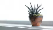 5 Succulents to Style Even the Smallest Rental Apartment