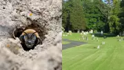 5.5 Million Mining Bees Discovered Beneath New York Cemetery