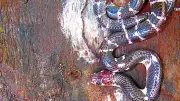 6 Deadliest Himalayan Snakes You Never Knew Existed: Hidden Venom in the Mountains