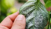 6 Easy Home Remedies to Get Rid of Mealybugs in Your Garden