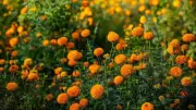 6 Flowering Plants That Bloom Beautifully in Rainy Weather for a Lush Garden