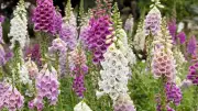 6 Low-Maintenance Plants to Fill Garden Gaps in June: Canterbury Bells to Foxgloves