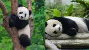 6 Panda Habits That Prove They're Surprisingly Human-like