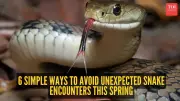 6 Simple Ways to Avoid Unexpected Snake Encounters This Spring