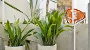 6 Stunning Indoor Plants That Flourish in Low Light Conditions