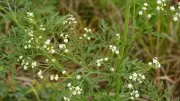 7 Flowers You Should Never Plant in Your Garden: Avoid These Beautiful but Risky Plants