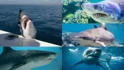 7 Shark Species Often Involved in Human Encounters Worldwide