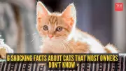 7 Surprising Cat Facts: Nose Prints, Super Jumping, and More