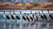 7 Unbelievable Bird Migrations Every Traveler Should Witness