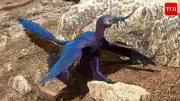 8 Birds That Look Like Living Dinosaurs Today