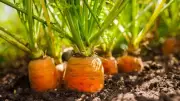 8 Monsoon Vegetables to Grow in Pots: A Complete Guide