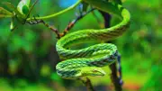 9 Iconic Snakes of India's Western and Eastern Ghats