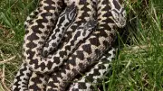 99% of People Can't Identify Venomous Snakes: Myths and Safety Tips