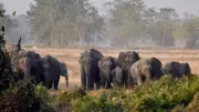 A Long-Term Strategy for Coexistence with Wildlife