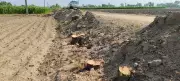 Activists Allege Illegal Tree Felling in Barnala, Demand Probe
