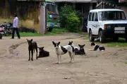 Activists Urge Strengthening Stray Dog Sterilisation, Vaccination Programs