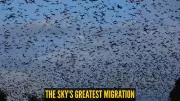 Africa's Largest Mammal Migration: Millions of Bats Darken Zambia's Skies