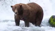 AI System Tracks Brown Bear Behavior, Boosts DNA Collection in Remote Areas