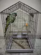 Alexandrine Parakeet Rescued from Gurgaon Home, Owner Fined Rs 5,500