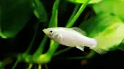 Amazon Molly Fish Thrives Without Males for 100,000 Years, Defying Evolution
