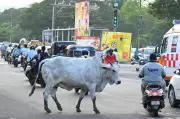 AMC team threatened while impounding stray cattle in Ahmedabad's Naroda area
