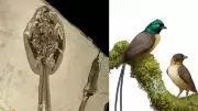 Ancient Bird Plumadraco bankoorum Reveals Unusually Long Tail Feathers
