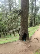 Ancient Deodars Along Churdhar Pilgrimage Route Damaged by Tourist Litter