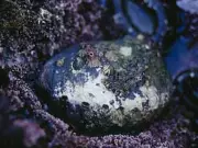 Ancient DNA Reveals Black Abalone Survived Catastrophic Die-Off with Genetic Diversity Intact