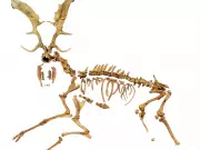 Ancient Fallow Deer Fossil Study Reveals Surprising Genetic Diversity Loss