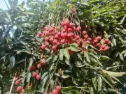 APEDA Exports First GI-Tagged Tezpur Litchi from Assam to Dubai
