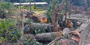 Assam Lost 3,600 Sq Km Tree Cover Since 2001: Highest in India