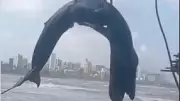 Baby Humpback Whale Dies on Mumbai Shore Despite Rescue Efforts